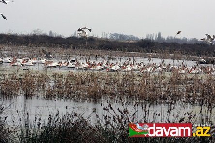 Qızılağac Milli Parkının iki əməkdaşı güllələnib